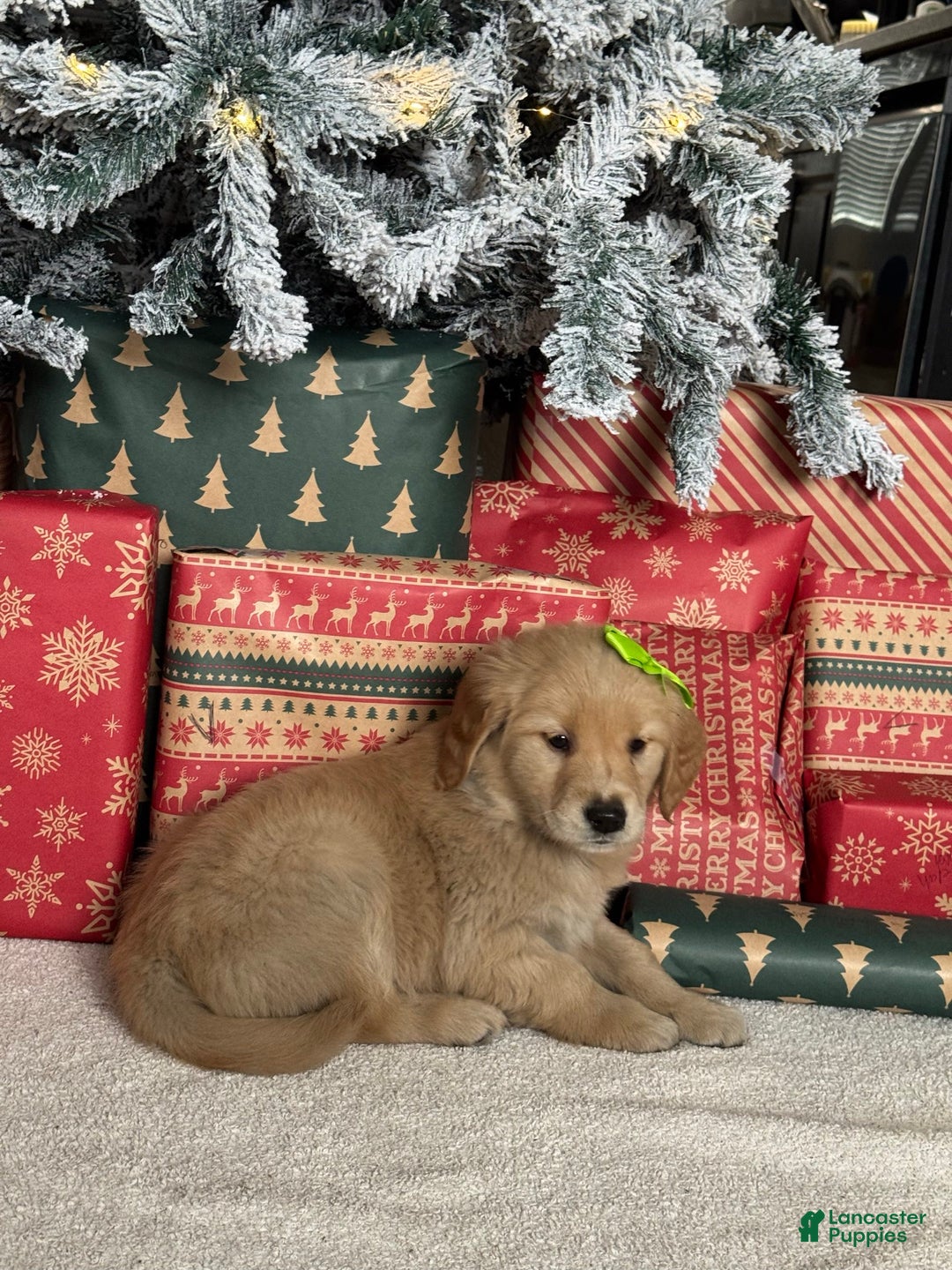 Golden Retriever dogs for sale: Mistletoe - Ad 5