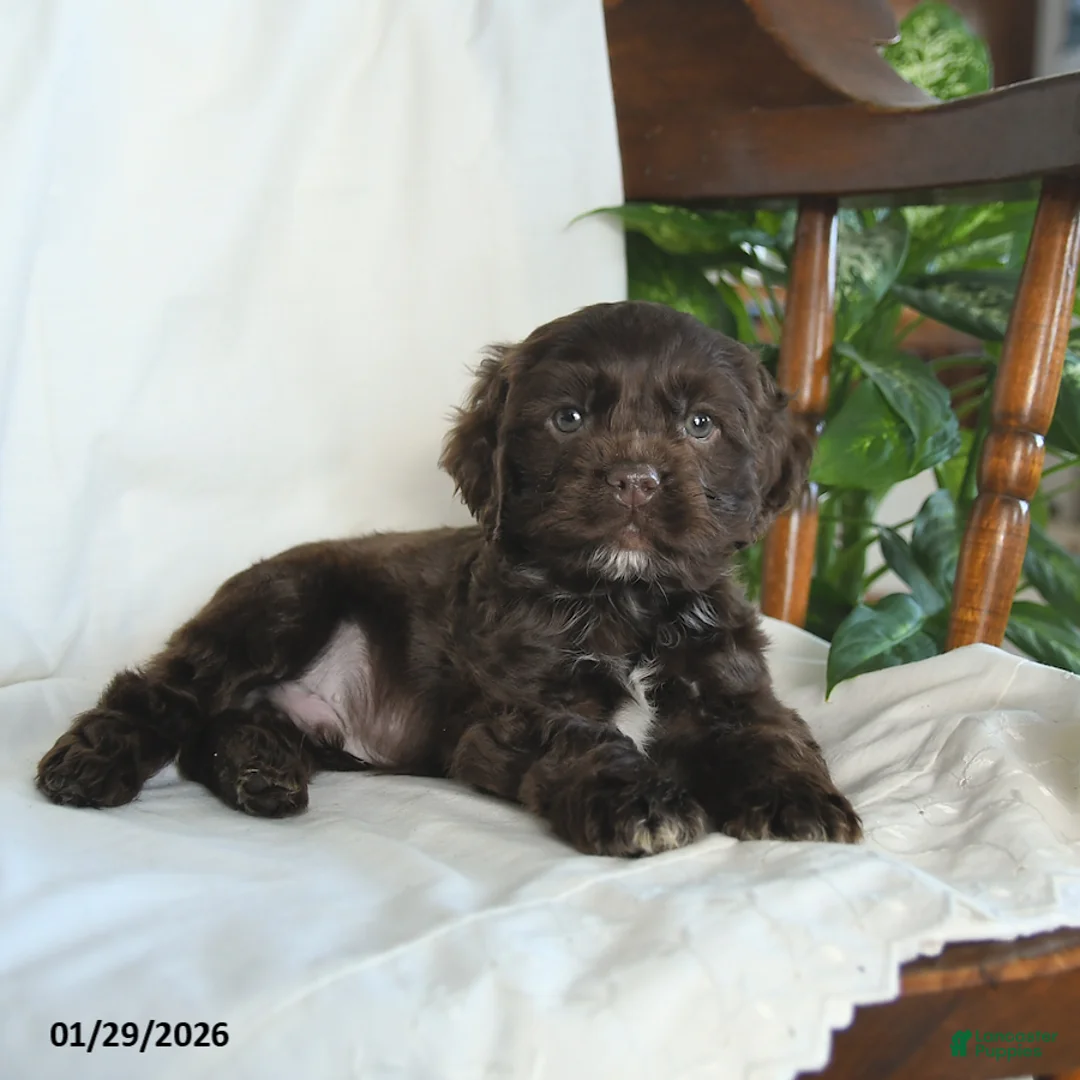English Cocker Spaniel dogs for sale: Cosmo   - Ad 3