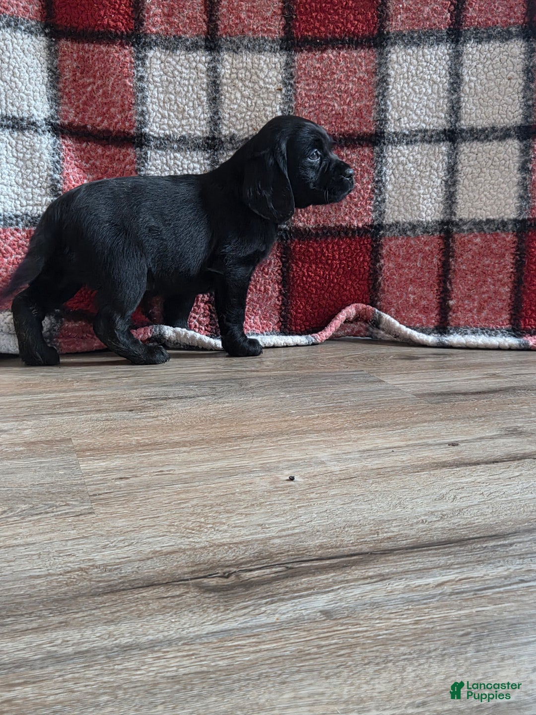Mixed Breed dogs for sale: Labrador/Cocker Spaniel  - Ad 3