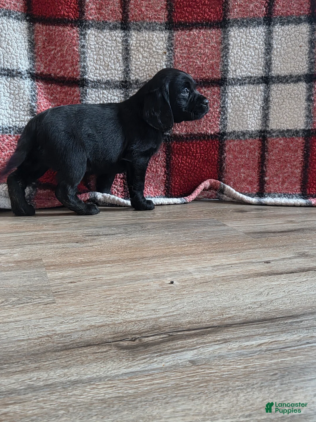 Mixed Breed dogs for sale: Labrador/Cocker Spaniel  - Ad 2