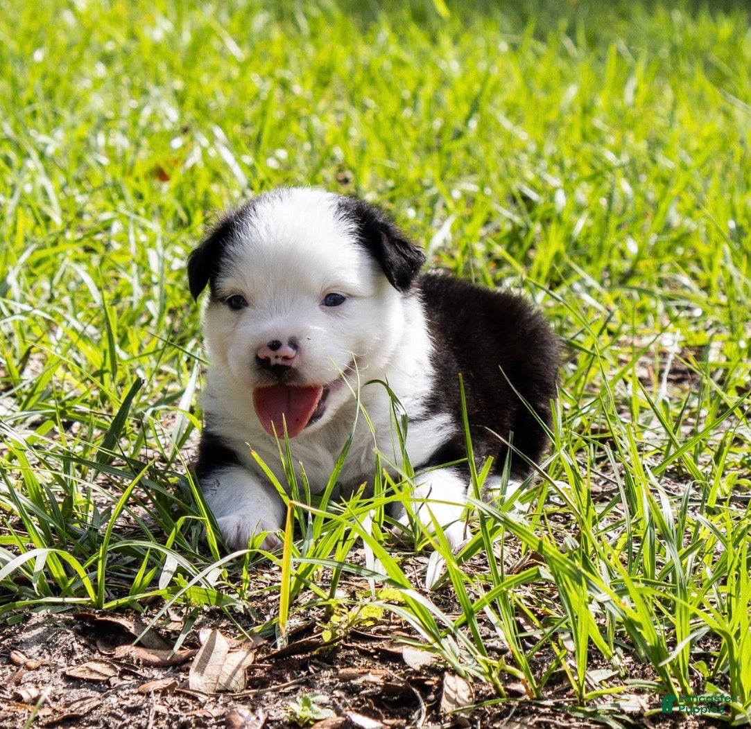 Miniature Australian Shepherd dogs Boy 1 - Ad 1