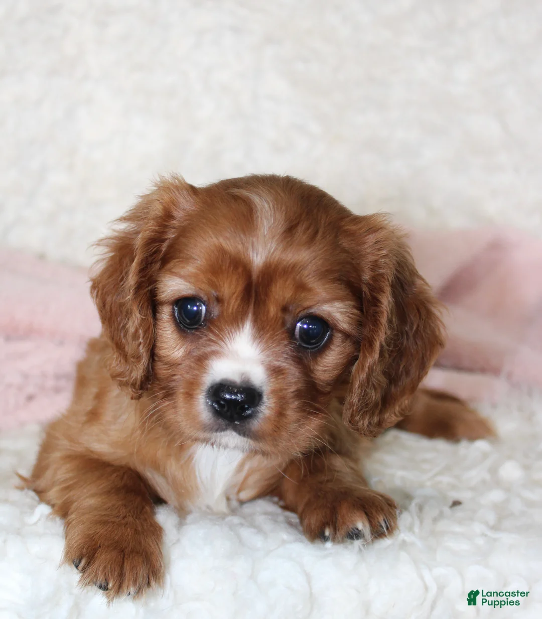 Cavalier King Charles Spaniel dogs for sale: Cavalier King Charles Spaniel 3 - Ad 2