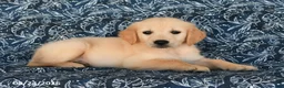 Golden Retriever dogs for sale: Rayna - Ad 2