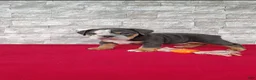 English Bulldog dogs for sale: Dallas - Ad 7