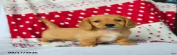 Miniature Dachshund dogs for sale: Apple - Ad 4