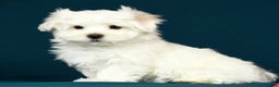 Maltese dogs for sale: Mason - Ad 7