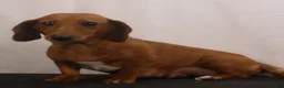 Dachshund dogs for sale: Rocky - Ad 16