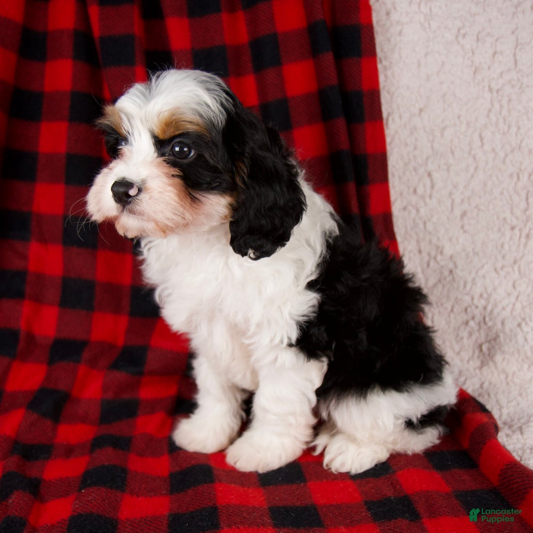 Cavapoo dogs for sale: Noah - Ad 5