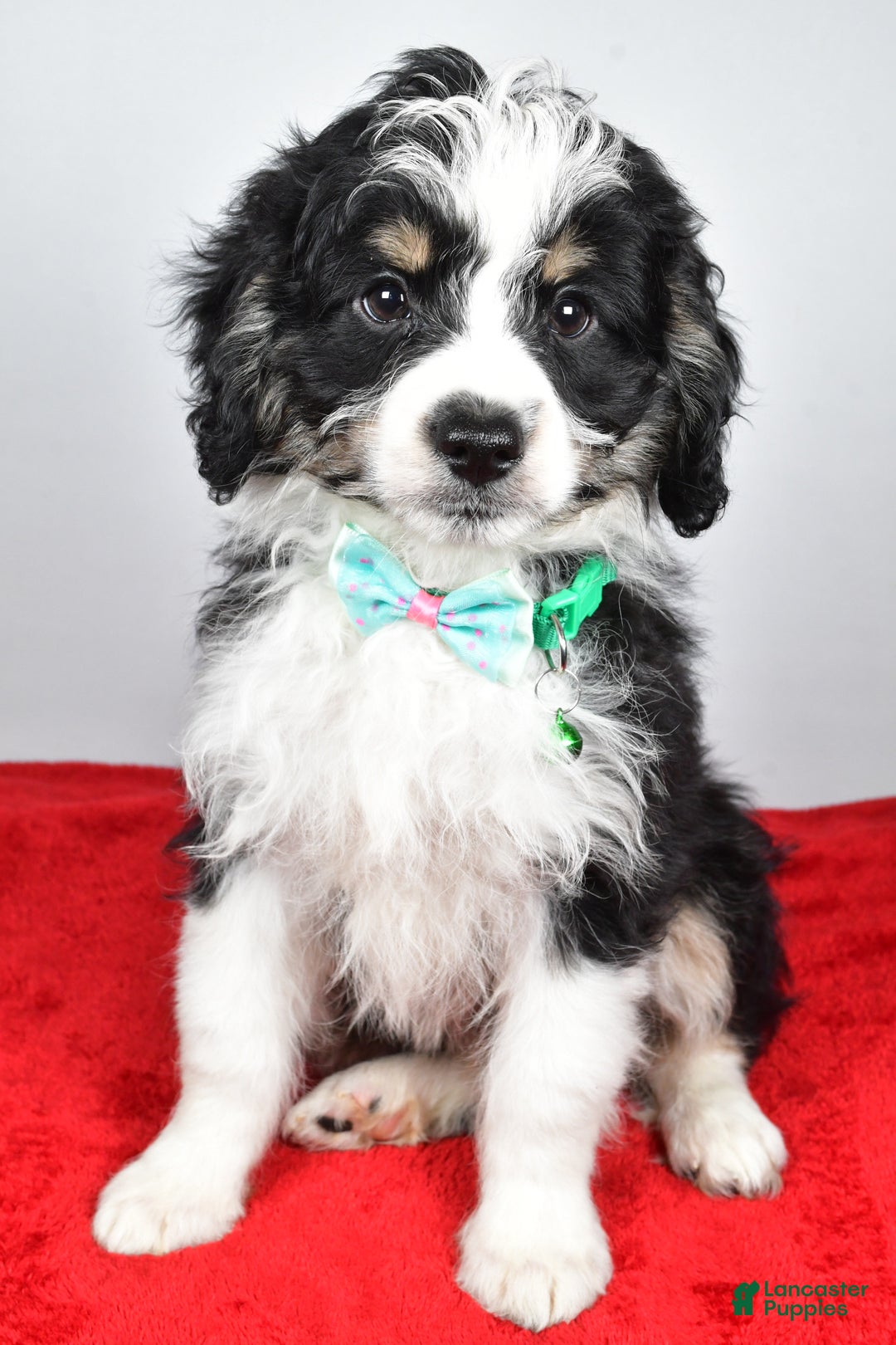 Mini Aussiedoodle dogs for sale: Lukas - Ad 7