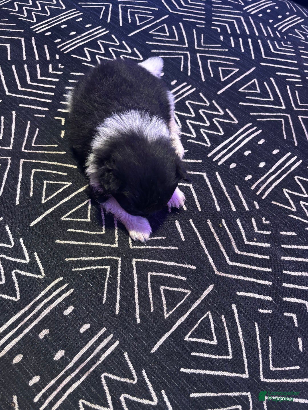 Pomeranian dogs for sale: Champ - Ad 4