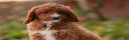 Cavapoo dogs for sale: Avery Cavapoo  - Ad 6