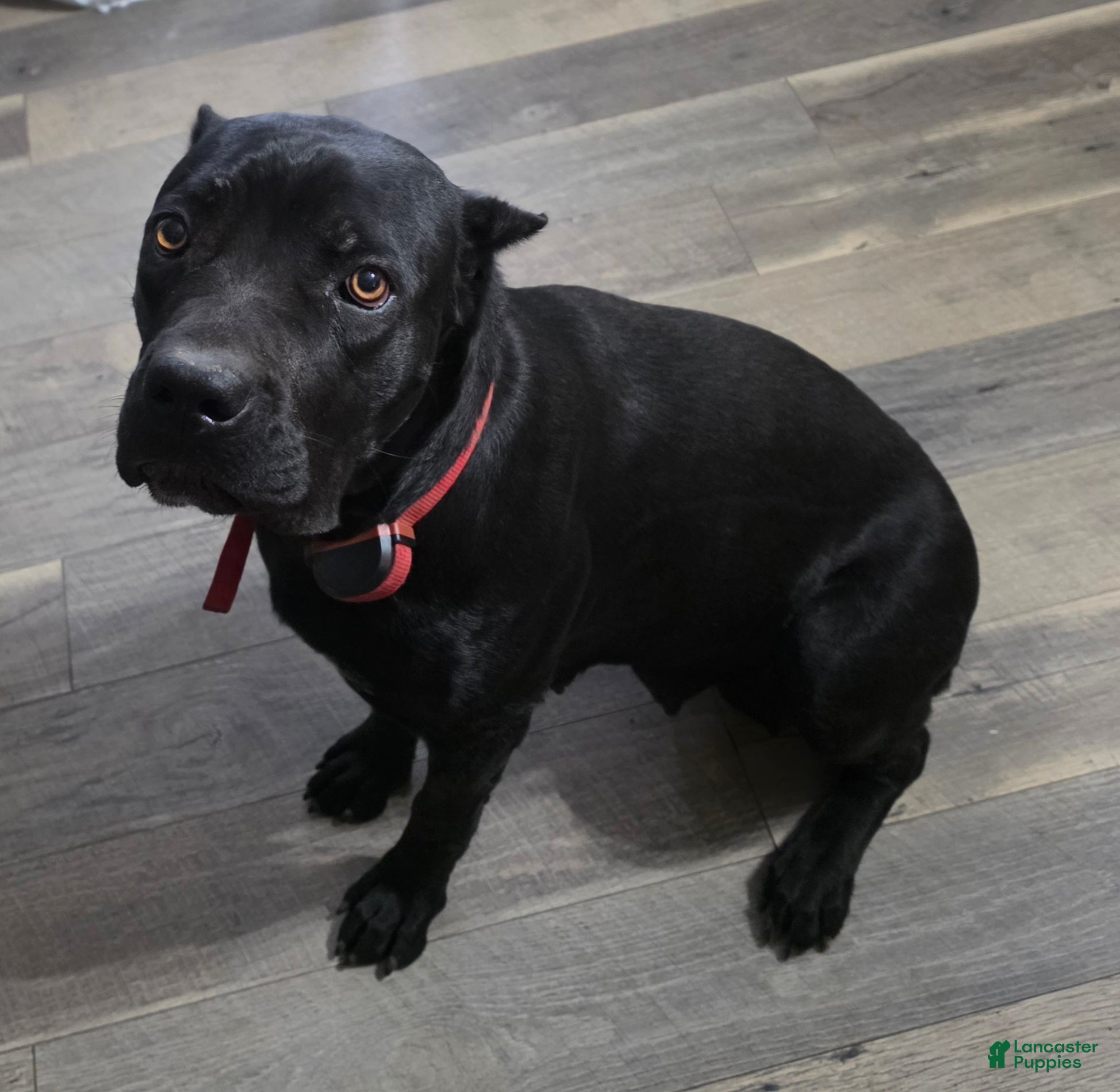 Luna (Registered import name is Ebony IV)