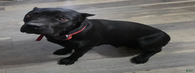 Luna (Registered import name is Ebony IV)