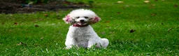 Mixed Breed dogs for sale: Little boy - Ad 3