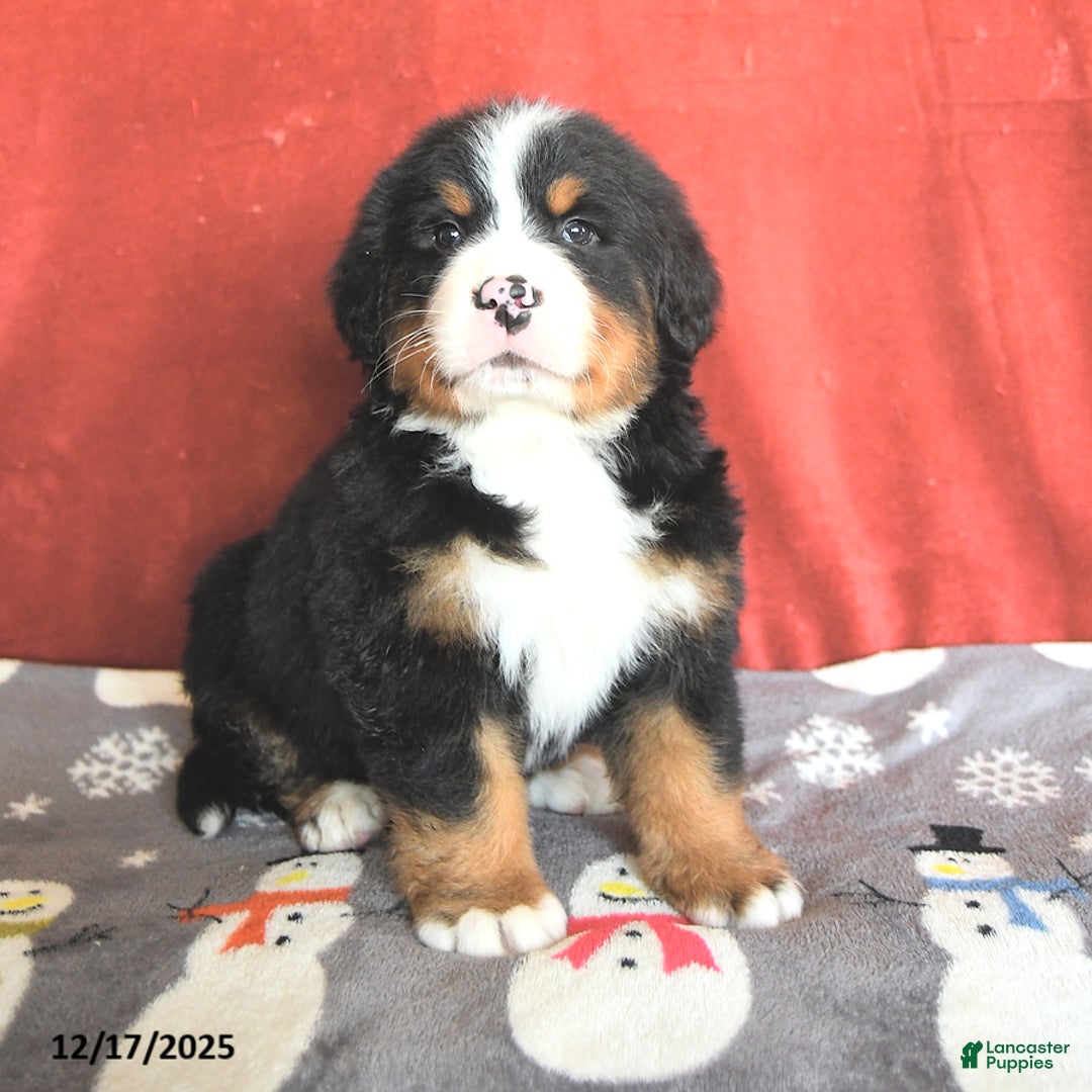 Bernese Mountain Dog dogs for sale: Teddy - Ad 2