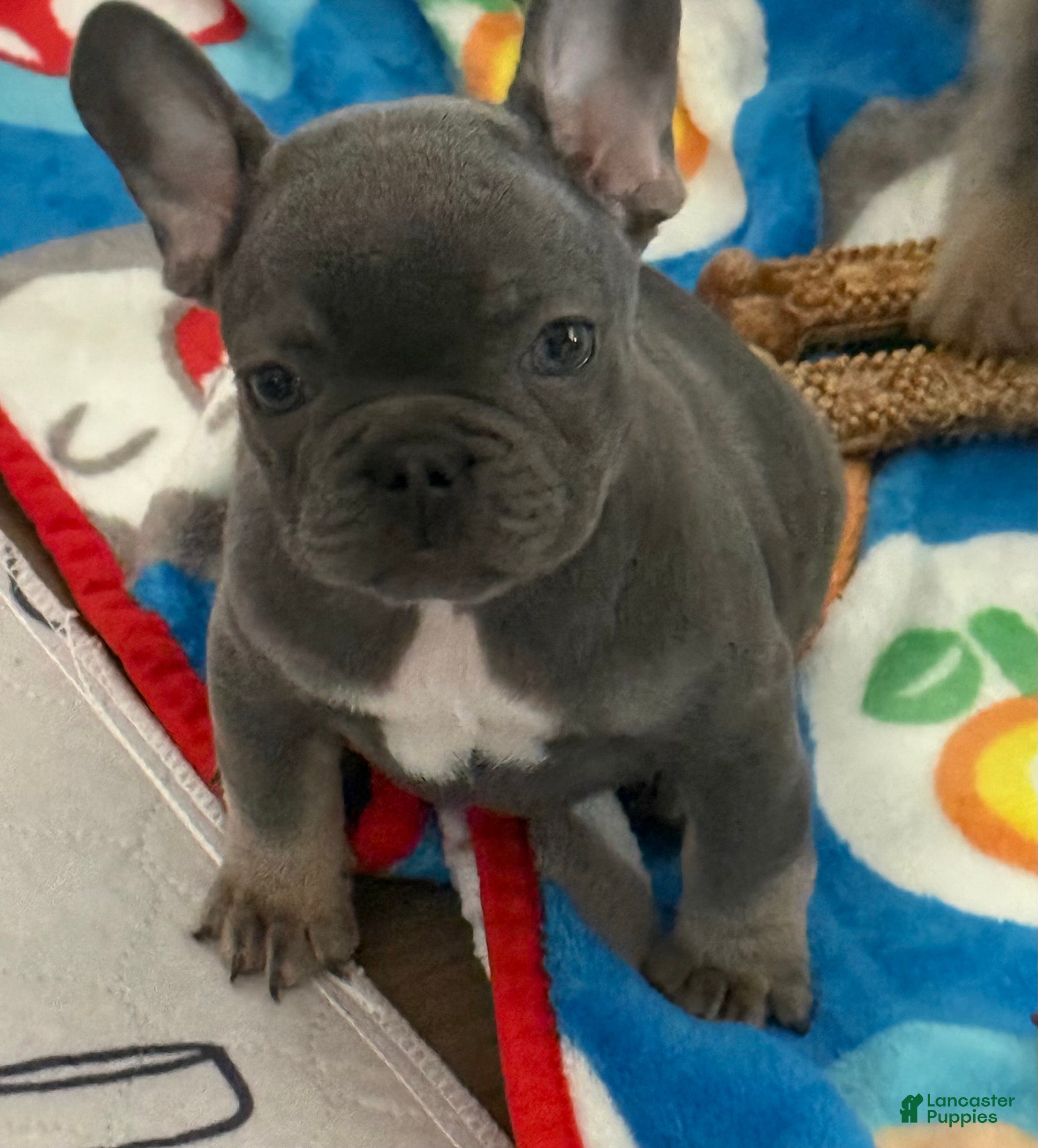 French Bulldog dogs Diesel  - Ad 1