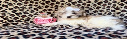 Maltipoo dogs for sale: Ginger - Ad 4