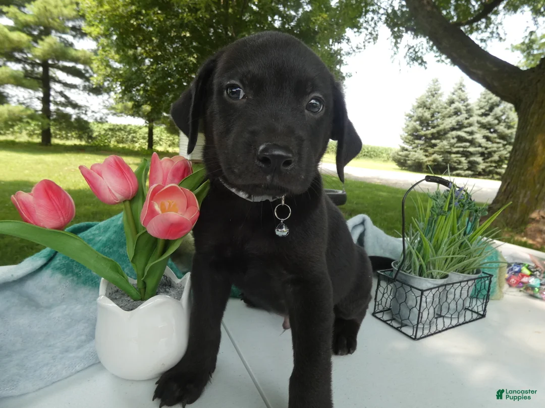 Sheprador dogs for sale: Sheprador 1 Casper - Ad 2