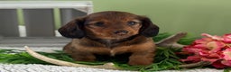 Miniature Dachshund dogs for sale: Juniper - Ad 3