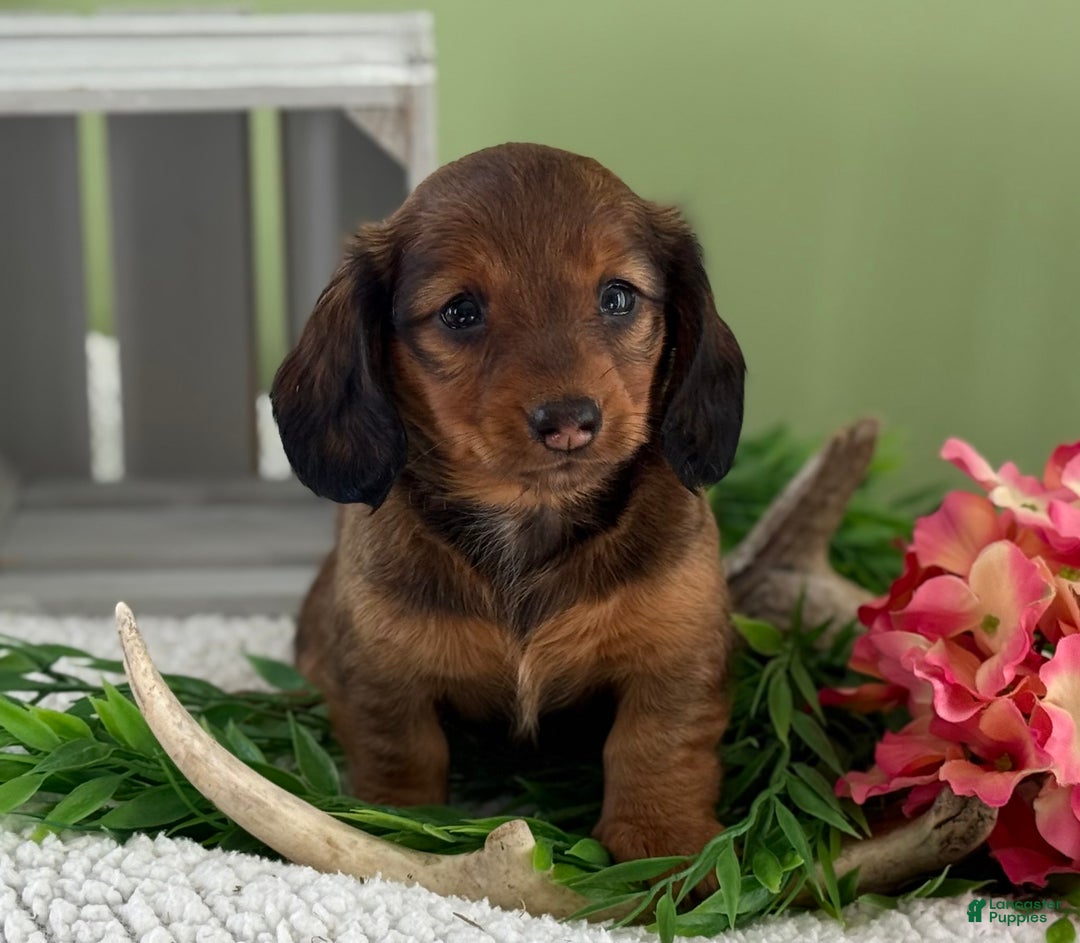 Miniature Dachshund dogs for sale: Juniper - Ad 3