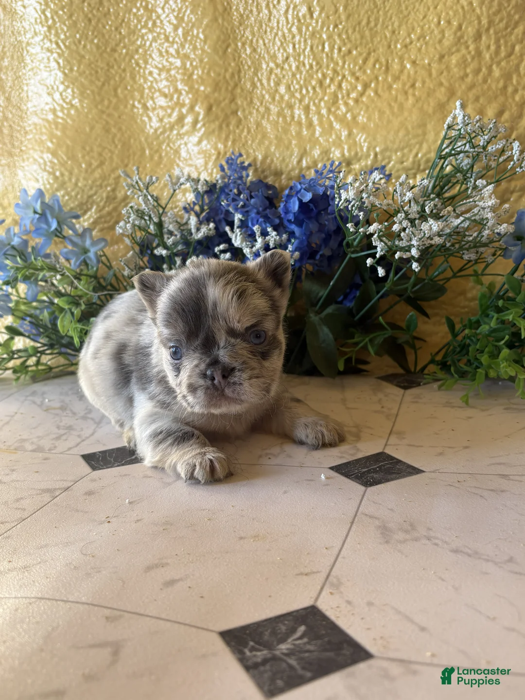 French Bulldog dogs for sale: French Bulldog Puppy 2 Raland - Ad 3