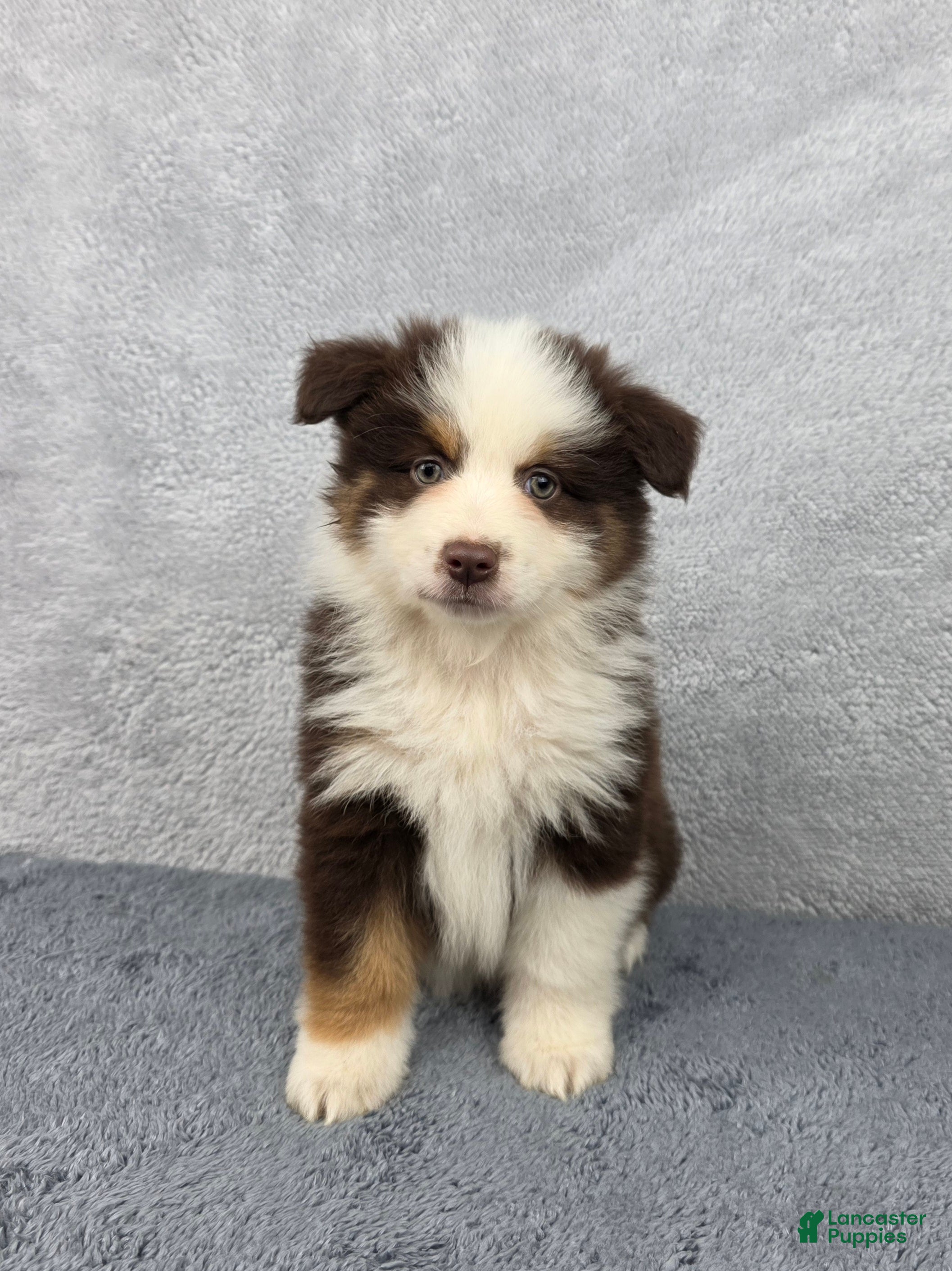 Miniature Australian Shepherd dogs Rocky - Ad 1