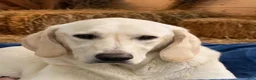 Goldador dogs for sale: Goldador 1 - Ad 2