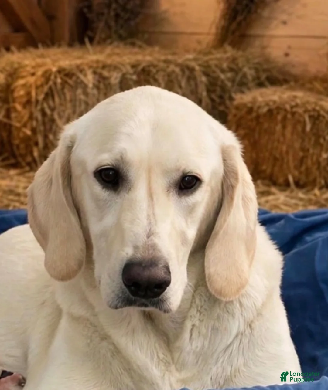 Goldador dogs for sale: Goldador 1 - Ad 2