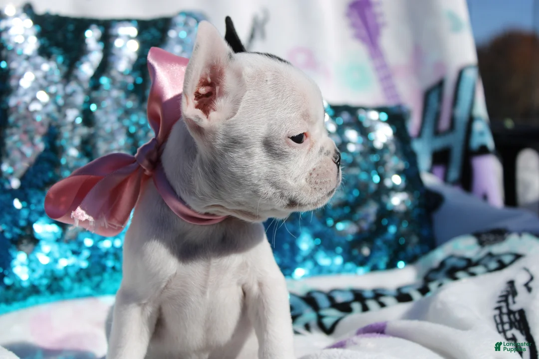 French Bulldog dogs for sale: Amber - Ad 6