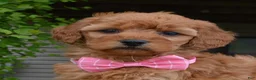 Mini Goldendoodle dogs for sale: Mini Gabby - Ad 4