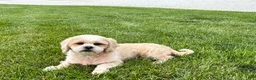 Lhasa Apso dogs for sale: Charles  - Ad 3