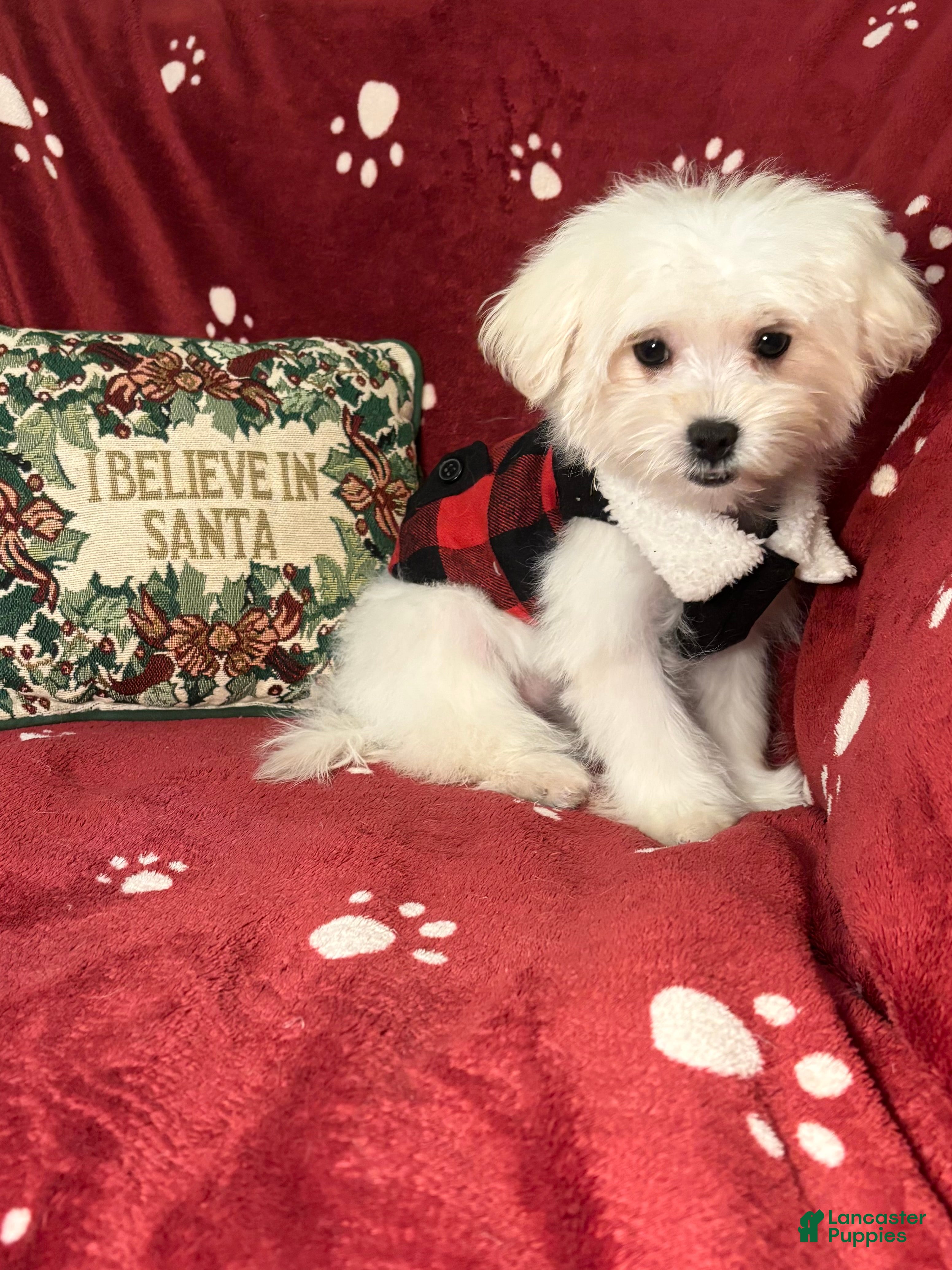 Maltese dogs Lullaby  - Ad 13