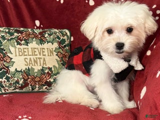 Maltese dogs Lullaby - Ad 13