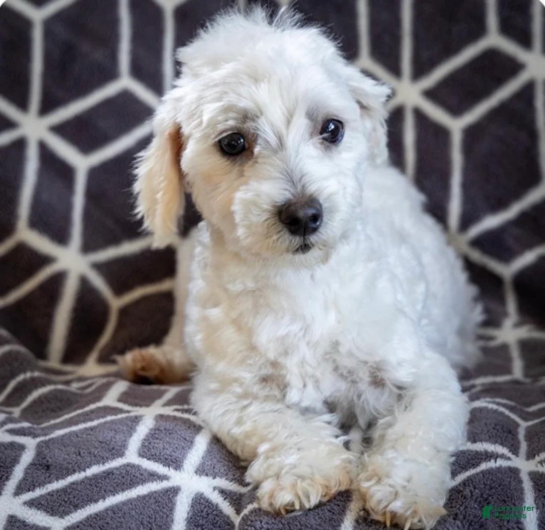 Maltese dogs for sale: Malcom Maltese Puppy  - Ad 9