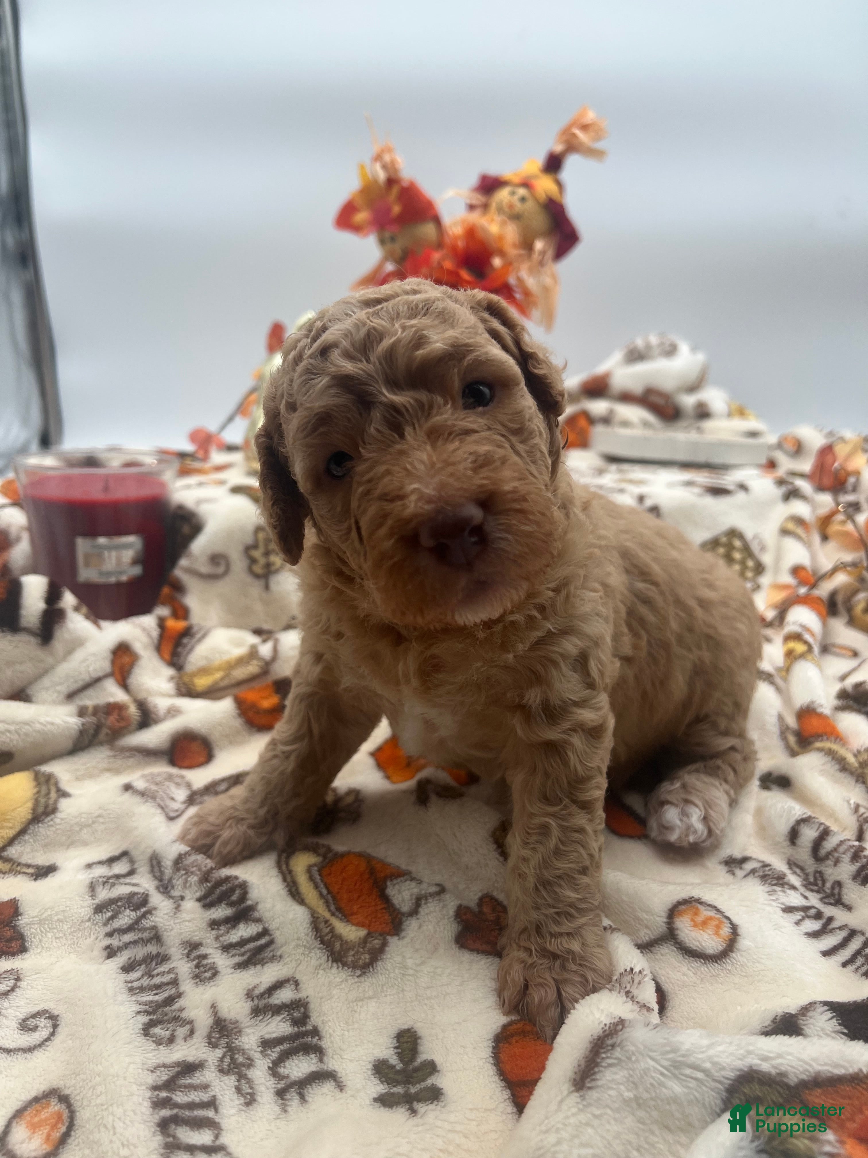 Labradoodle dogs Gus  - Ad 1