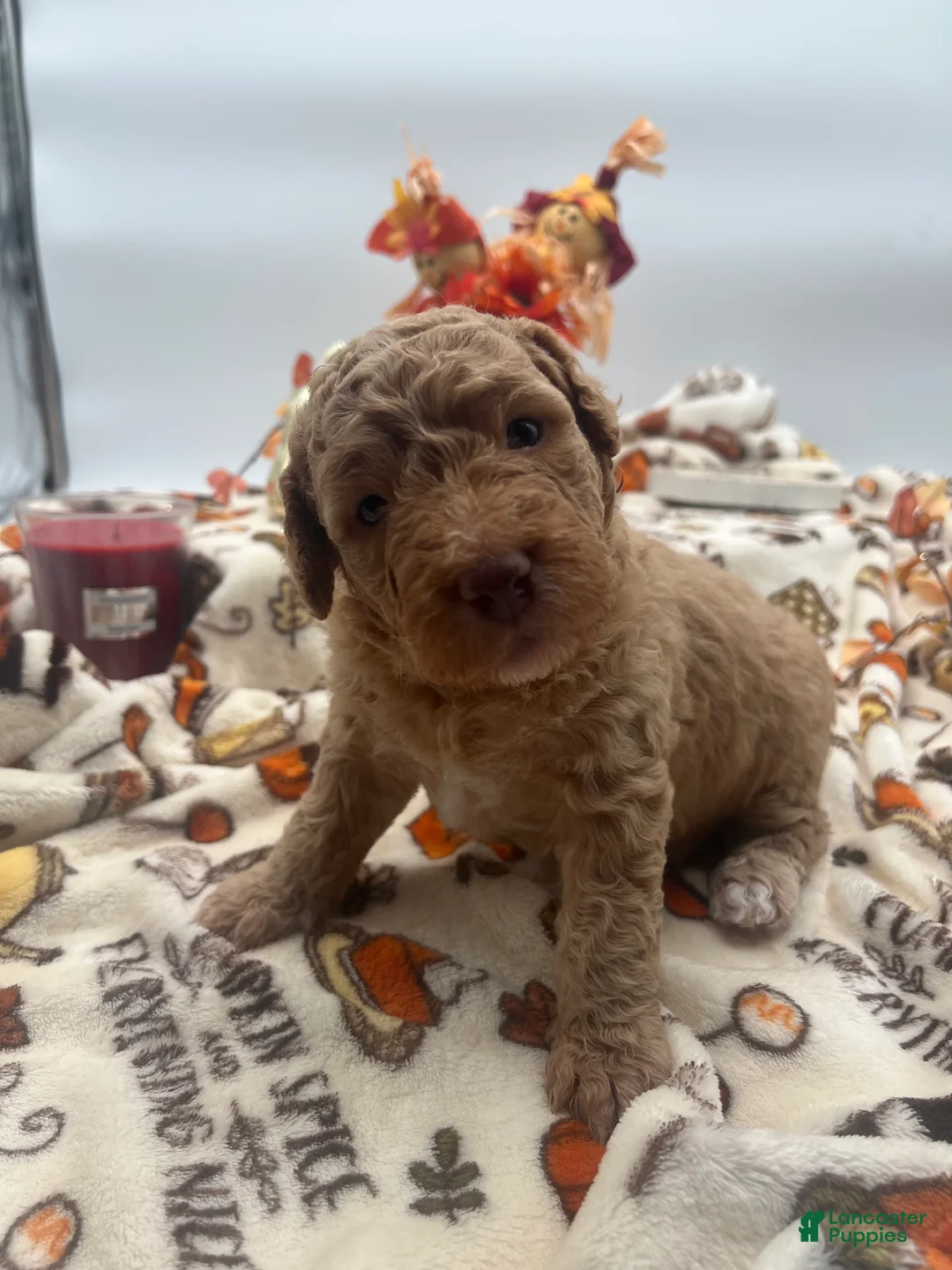 Labradoodle dogs for sale: Gus  - Ad 1
