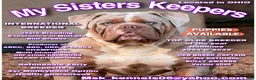 Olde English Bulldogge dogs for sale: Olde English Bulldogge Puppy 2 - Ad 6