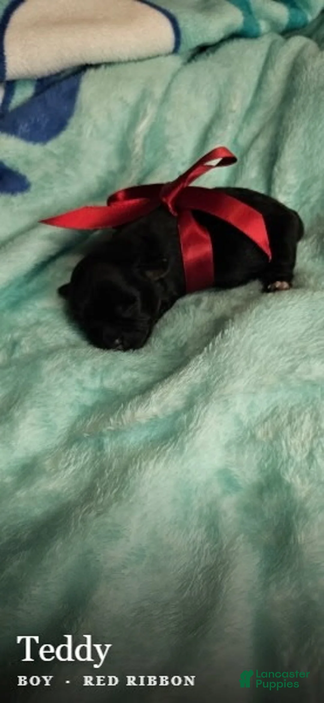 Shih Tzu dogs for sale: Teddy - Ad 2