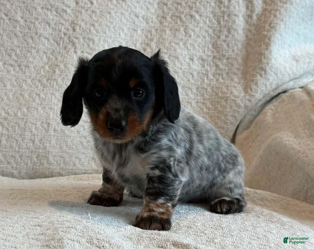 Miniature Dachshund dogs for sale: Alexis - Ad 3