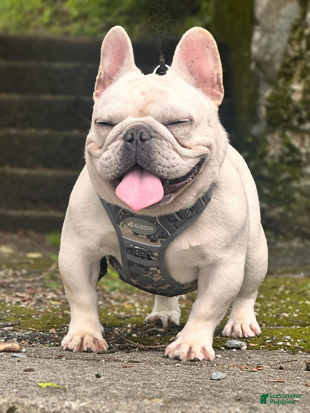 French Bulldog dogs for sale: French Bulldog Puppy 4 - Ad 8