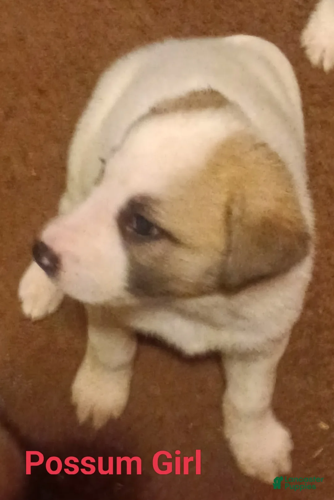 Mixed Breed dogs for sale: Great Pyrenees puppies  - Ad 7