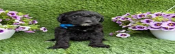 Mini Goldendoodle dogs for sale: Annie - Ad 2