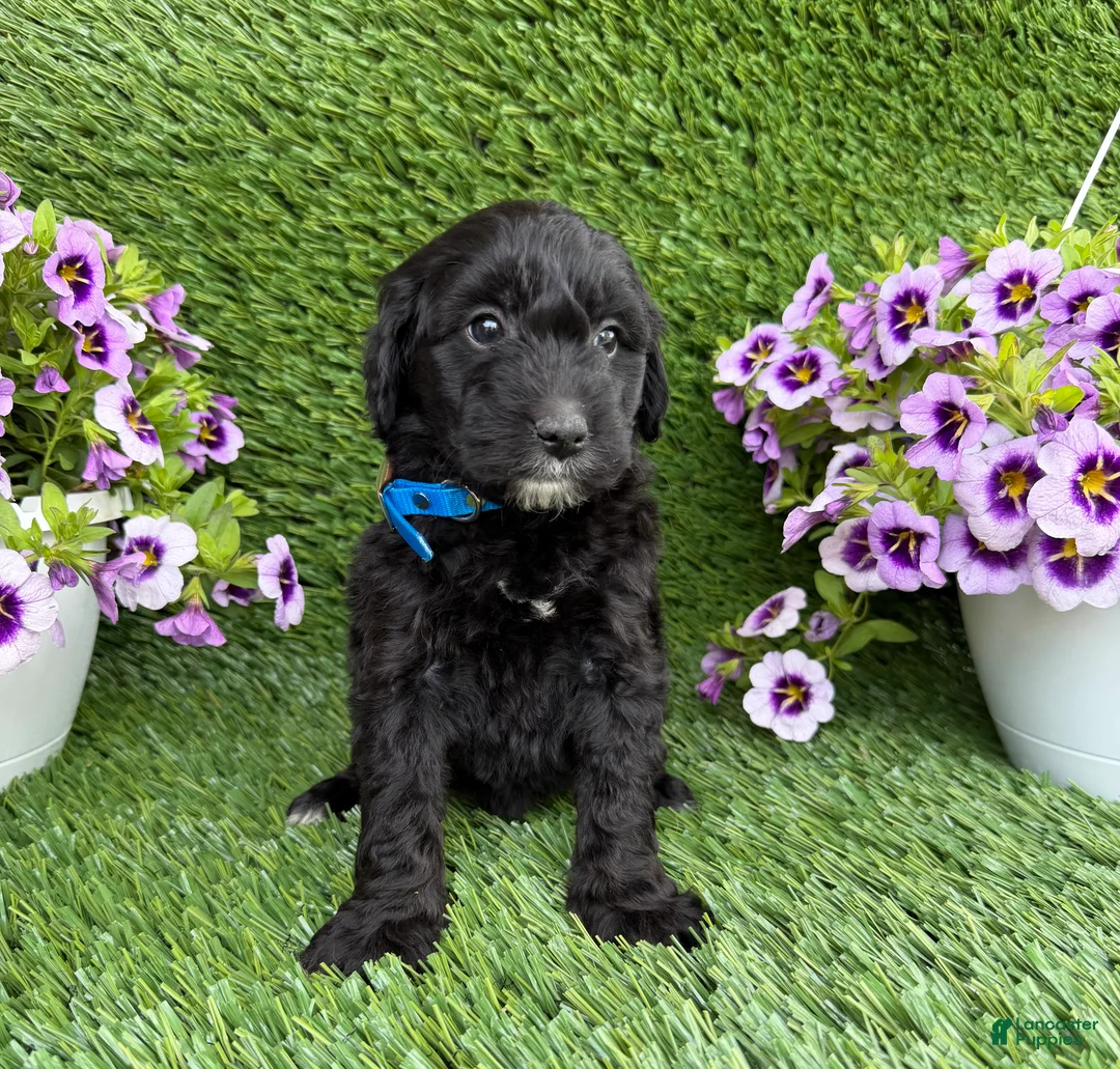 Mini Goldendoodle dogs for sale: Annie - Ad 2