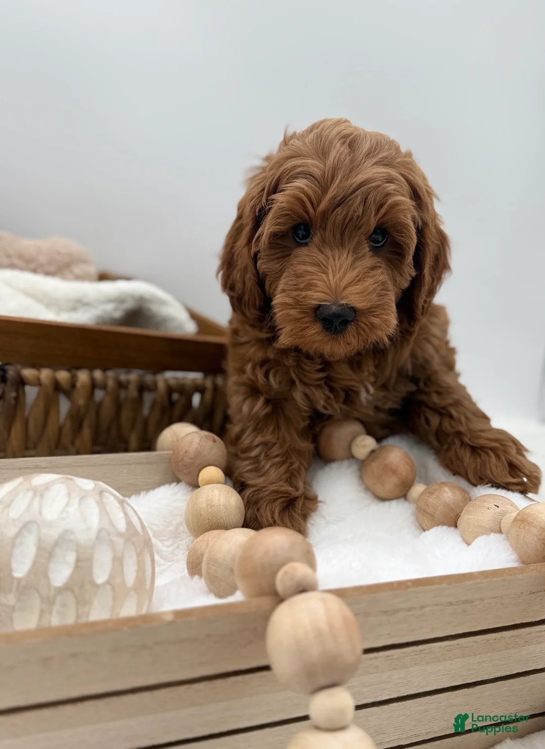 Mini Goldendoodle dogs for sale: Mini Goldendoodle 4 - Ad 2