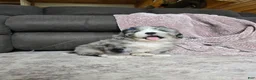 Mini Bernedoodle dogs for sale: Mini Walt - Ad 7