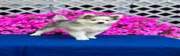 Pomsky dogs for sale: Rascal  - Ad 12