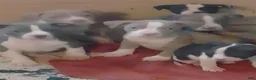 American Pit Bull Terrier dogs for sale: American Pit Bull Terrier 3 - Ad 3