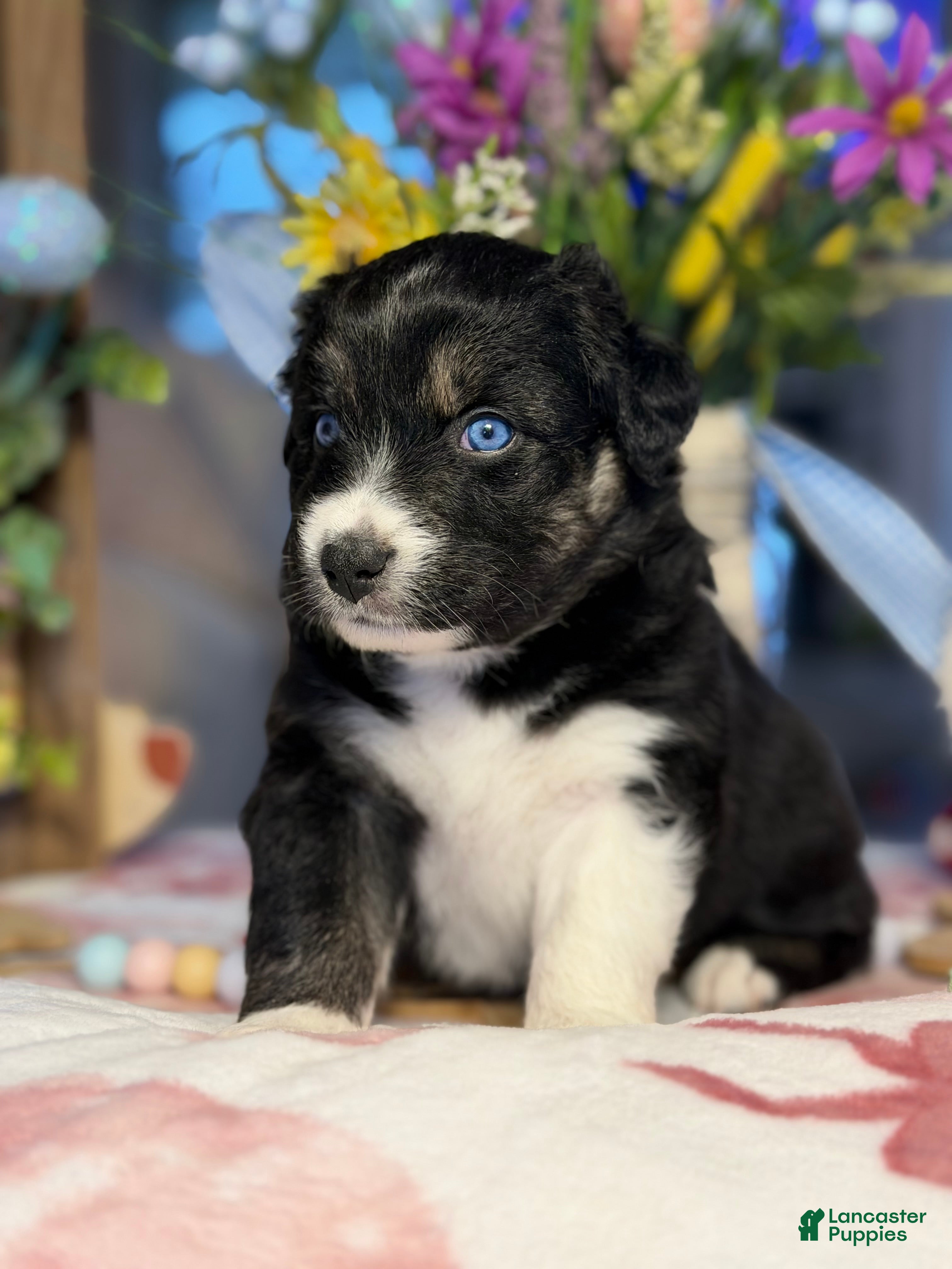Australian Shepherd dogs Australian Shepherd Puppy 3 - Ad 25