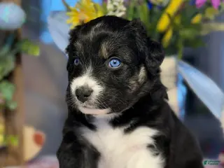 Australian Shepherd dogs Australian Shepherd Puppy 3 - Ad 25
