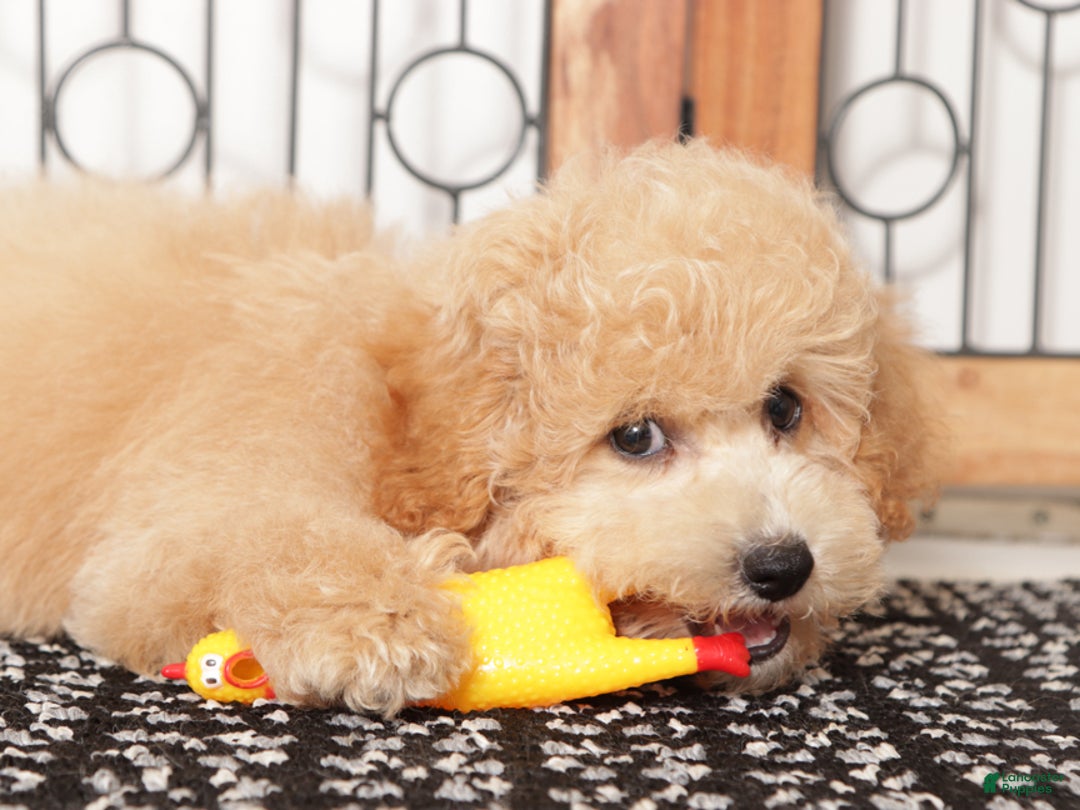 Bichpoo dogs for sale: Thor - Ad 4